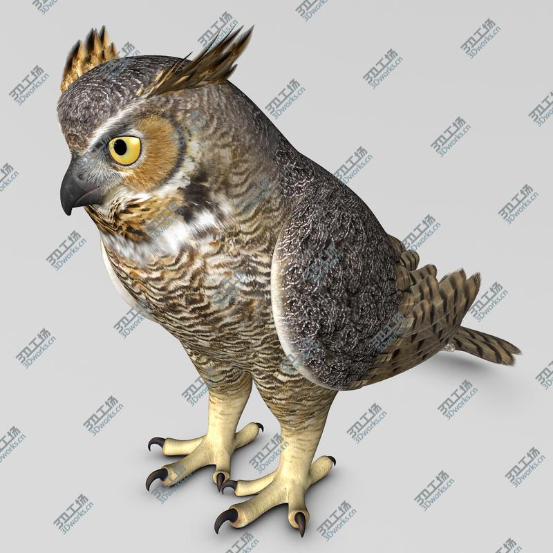 images/goods_img/20210319/Great Horned Owl  Folded Wings/5.jpg